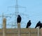 A group of rooks sit on fence posts with electricity pylons in the background