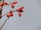 Group of rosehip, 'Rosa Canina' fruits on branch, seed pods of wild roses. Close-up.