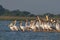 A group of Rosy Pelicans, Pelecanus onocrotalus, Jamnagar