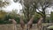 A group of Rothschild giraffe Giraffa camelopardalis rothschildi also known as the Baringo giraffe walking in national park.