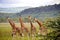 A group of Rothschild`s Giraffe at Lake Nakuru National Park .