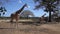 Group of Rothschild\'s giraffes