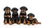 Group of Rottweiler puppies