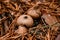 Group of round brown mushrooms growing on dry needles of autumn pine forest