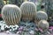 A group of round grey cactus