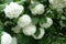 Group of round white inflorescences of Viburnum opulus roseum in May