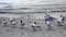 Group of Royal Tern, Thalasseus maximus