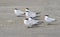 A group of royal terns (Sterna maxima)