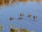 Group of ruddy ducks swimming