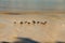 A group of Ruddy Turnstone on the tropical beach