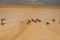 A group of Ruddy Turnstone on the tropical beach