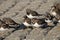 A group ruddy turnstones at the sea dyke along the sea