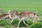 Group of running deers - sika wild / does
