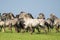 Group of running wild konik horses on a sunny day with blue sky and green grass