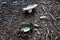 Group of Russula virescens, green edible mushroom