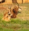 Group of Sable antelope