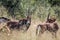 Group of Sable antelopes in Hwange.