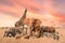 Group of safari African wild animals stand together in savanna grassland with background of sunset sky