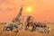 Group of safari African wild animals stand together in savanna grassland with background of sunset sky