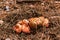 A group of saffron milk cap in the fallen needles and pinecones in the forest, mushroom picking season, selective focus