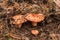 A group of saffron milk cap in the fallen needles and pinecones in the forest, mushroom picking season, selective focus