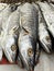 Group of Salted dried Indo-Pacific King Mackerel Fish at seafood market