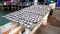 Group of Salted Gourami Fish Drying in Sunlight