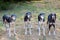 Group of Saluki greyhounds standing together
