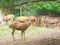 A Group of Sambar Deer