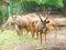 A Group of Sambar Deer