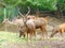 Group of Sambar Deer eating Grass