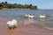 Group of Samoyed dogs