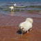 Group of Samoyed dogs