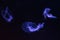 Group of Sanderia Malayensis, Amakusa Jellyfish swimming in aquarium pool with blue neon light