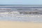 Group of Sanderling and American Oystercatcher flying