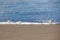 A group of Sanderling stand on a beach