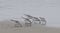 A group of sanderlings on the beach.