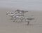 A group of sanderlings on the beach.