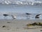 Group of sanderlings on the beach in Massachusetts, USA