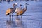 Group of Sandhill Cranes