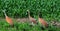 Group of Sandhill Cranes in Cornfield