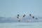 A Group of Sandhill Cranes in Flight