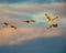 Group of sandhill cranes in flight at the `golden hour` dusk / sunset before landing to roost for the night during fall migratio