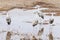 A Group of Sandhill Cranes at a Pond