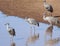 A Group of Sandhill Cranes at a Pond