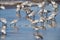 Group of sandpiper on the beach