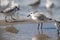 Group of sandpiper on the beach