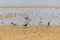 A group of sandpiper in the beach.