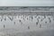 Group of sandpiper birds on wet sandy beach near near the ocean