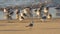 Group of sandpipers on the beach